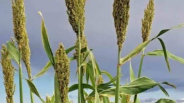 سورگوم؛ دستاوردی راهبردی برای تولید پایدار علوفه در مناطق خشک کشور