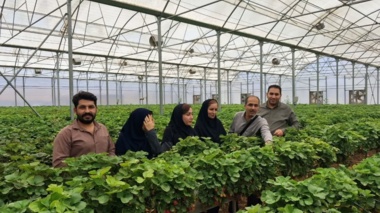 برنامه مشترک مرکز تحقیقات و جهاد کشاورزی خوزستان برای تولید «توت‌فرنگی گواهی‌شده» در قطب‌های گلخانه‌ای شرق استان