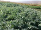 تأمین خوراک دام با استفاده از سیلاژ کنگر فرنگی