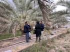 بازدید از نخلستان‌های مبتلا به بیماری خشکیدگی برگ در مناطق مختلف شهرستان بم