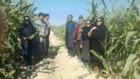 برگزاری روز مزرعه
