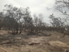 بازدید از جنگل دستکاشت اکالیپتوس بر آبخوان آب باریک شهرستان گنبکی
