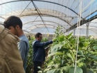 برگزاری کارگاه آموزشی مدیریت گلخانه‌های جالیزی درشهرستان سیرجان استان کرمان