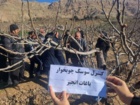 دانش به‌روز، سپر باغات انجیر پلدختر در برابر آفات