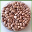 معرفی ارقام جدید گیاهان زراعی باغی