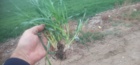 کشت پائیزه و بهاره جو
