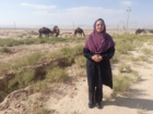 اجرای طرح ملی تحلیل راهبردی پرورش شتر در مراتع خشک و نیمه‌خشک کشور در استان سمنان