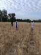 انتخاب توده های دو نسل (F2 و F4) گندم در ایستگاه تحقیقات کشاورزی بمپور