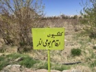 کلکسیون انارهای ایرانی