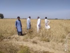 بازدید کارشناس مسئول واحد تحقیقات ثبت و گواهی بذر و نهال بلوچستان از مزارع بذری گندم شهرستان دلگان