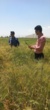 تأکید بر مخلوط‌کِشی به‌موقع در مزارع بذری ارزوییه استان کرمان