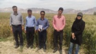 تأکید بر مخلوط‌کِشی به‌موقع در مزارع بذری ارزوییه استان کرمان