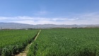 بازبینی تخصصی مزارع بذری در لرستان؛ آغاز فصل تصمیم‌های علمی و عملیاتی