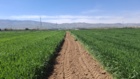 بازبینی تخصصی مزارع بذری در لرستان؛ آغاز فصل تصمیم‌های علمی و عملیاتی