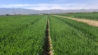 بازبینی تخصصی مزارع بذری در لرستان؛ آغاز فصل تصمیم‌های علمی و عملیاتی
