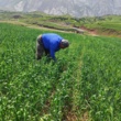 مزارع گندم و جو استان زیر ذره‌بین گیاهپزشکان مرکز تات لرستان