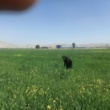 مزارع گندم و جو استان زیر ذره‌بین گیاهپزشکان مرکز تات لرستان