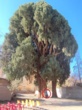 حفاظت از اثر طبیعی ملی سروهای دوقلوی سیرچ به‌عنوان گنجینه طبیعی کرمان