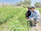 برگزاری روز انتقال یافته های تحقیقاتی گوجه فرنگی در منطقه دامن از توابع شهرستان ایرانشهر