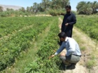 برگزاری روز انتقال یافته های تحقیقاتی گوجه فرنگی در منطقه دامن از توابع شهرستان ایرانشهر