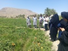 برگزاری روز انتقال یافته های تحقیقاتی گوجه فرنگی در منطقه دامن از توابع شهرستان ایرانشهر