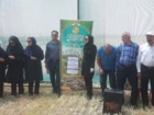 روز مزرعه خصیل جو