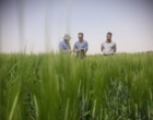 مزارع بذر پرورشی جو و گندم در ایستگاه تحقیقات دامپروری کشاورزی شهرستان گلپایگان اصفهان