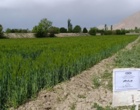 مزارع بذر پرورشی جو و گندم در ایستگاه تحقیقات دامپروری کشاورزی شهرستان گلپایگان اصفهان