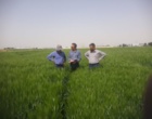 مزارع بذر پرورشی جو و گندم در ایستگاه تحقیقات دامپروری کشاورزی شهرستان گلپایگان اصفهان