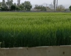 مزارع بذر پرورشی جو و گندم در ایستگاه تحقیقات دامپروری کشاورزی شهرستان گلپایگان اصفهان