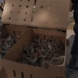 بازدیدبخش تحقیقات علوم دامی مرکز تحقیقات کشاورزی استان کرمان از مزرعه پرورش کبک ایستگاه تحقیقاتی شهید زنده‌روح