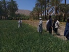برگزاری روز مزرعه و انتقال یافته های تحقیقاتی پیاز در منطقه دامن از توابع شهرستان ایرانشهر