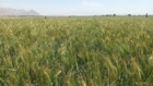 بازدید فنی از طرح مدیریت علف هرز چچم در مزارع گندم ارزوئیه/ زنگ خطری برای مقاومت به علف‌کش‌ها
