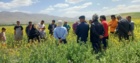 تأکید رئیس بخش تحقیقات گیاه‌پزشکی مرکز تات لرستان بر ضرورت پایش و مبارزه به‌موقع با سن گندم