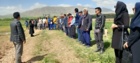 تأکید رئیس بخش تحقیقات گیاه‌پزشکی مرکز تات لرستان بر ضرورت پایش و مبارزه به‌موقع با سن گندم