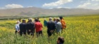 تأکید رئیس بخش تحقیقات گیاه‌پزشکی مرکز تات لرستان بر مدیریت تلفیقی آفات و بیماری‌های کلزا