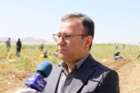 برداشت موفق کشت آبی موسیر در روستای چنارحمام خرم‌آباد