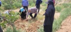 بازدید تخصصی در شهرستان راور زمینه‌ساز بهبود تولید پسته