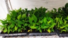 در راستای توسعه کشاورزی نوین و استفاده از فناوری‌های پیشرفته توسط عضو هیئت علمی پژوهشکده خرما و میوه‌های گرمسیری انجام شد