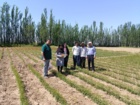 نهالستان های آذربایجان غربی زیر ذره بین سلامت؛ همکاری موسسه ثبت و گواهی بذر و نهال با بخش تخصصی در استان