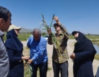 گام بلند متخصصان برای صیانت از دسترنج گندم‌کاران بروجردی/ تدوین نقشه راه مقابله با تنش‌های بیولوژیک