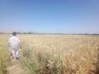 ارزیابی سازگاری ارقام مختلف تریتیکاله در راستای تأمین امنیت علوفه‌ای کشور