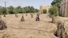 راه اندازی سیستم آبیاری تحت فشار در قطعه جدید الاحداث کنار در ستاد پژوهشکده خرما و میوه‌های گرمسیری