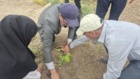 کشت 50 اصله کنار پیوندی در ستاد پژوهشکده خرما و میوه‌های گرمسیری با مشارکت مدیریت باغبانی سازمان جهادکشاورزی