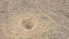 کشت 50 اصله کنار پیوندی در ستاد پژوهشکده خرما و میوه‌های گرمسیری با مشارکت مدیریت باغبانی سازمان جهادکشاورزی