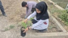 کشت 50 اصله کنار پیوندی در ستاد پژوهشکده خرما و میوه‌های گرمسیری با مشارکت مدیریت باغبانی سازمان جهادکشاورزی