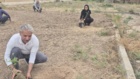کشت 50 اصله کنار پیوندی در ستاد پژوهشکده خرما و میوه‌های گرمسیری با مشارکت مدیریت باغبانی سازمان جهادکشاورزی