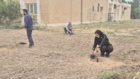 کشت 50 اصله کنار پیوندی در ستاد پژوهشکده خرما و میوه‌های گرمسیری با مشارکت مدیریت باغبانی سازمان جهادکشاورزی