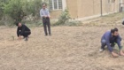 کشت 50 اصله کنار پیوندی در ستاد پژوهشکده خرما و میوه‌های گرمسیری با مشارکت مدیریت باغبانی سازمان جهادکشاورزی