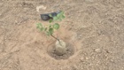 کشت 50 اصله کنار پیوندی در ستاد پژوهشکده خرما و میوه‌های گرمسیری با مشارکت مدیریت باغبانی سازمان جهادکشاورزی